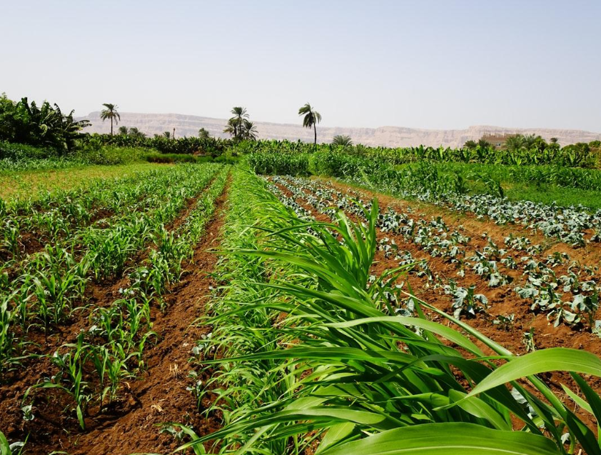 Irrigation System - Macadamia Farm
